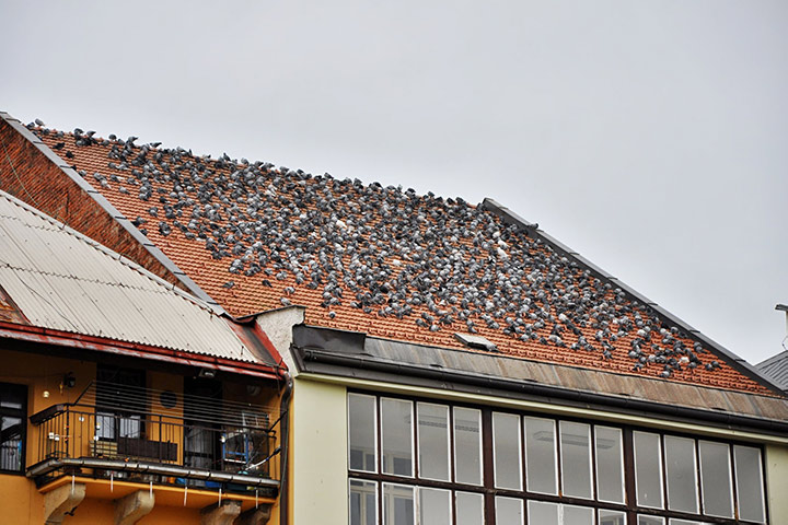 A2B Pest Control are able to install spikes to deter birds from roofs in Warfield. 