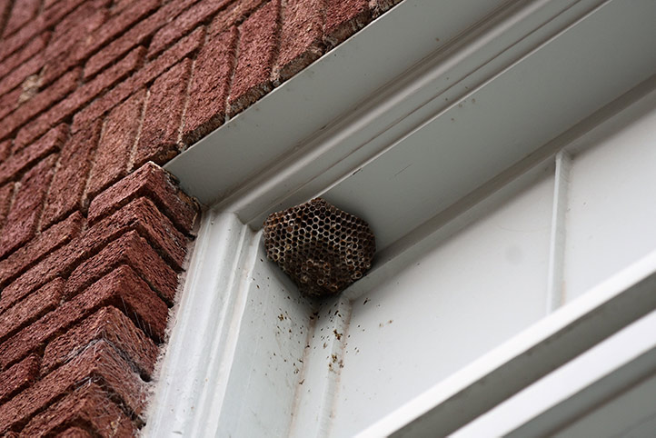 We provide a wasp nest removal service for domestic and commercial properties in Warfield.